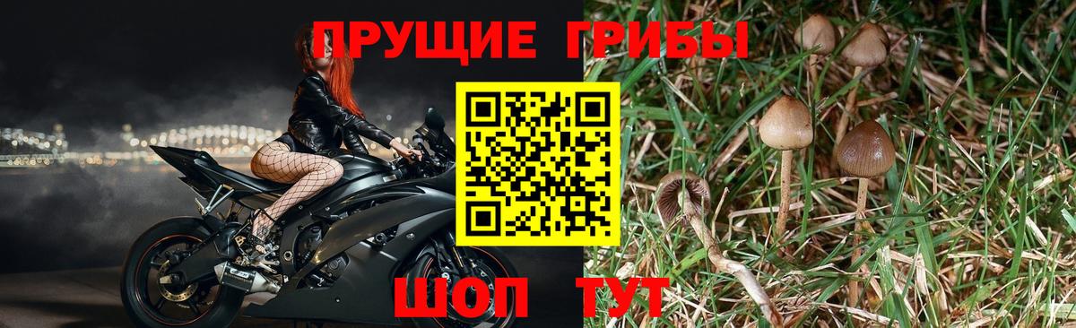 Советская Гавань  Галлюциногенные грибы Psilocybe  Вход с VPN 
